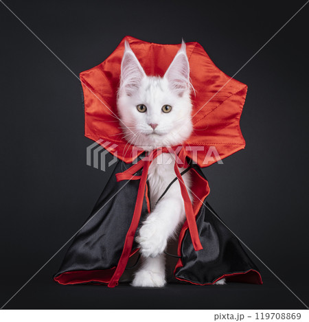 Maine Coon cat on black background Maine Coon cat on black background 119708869