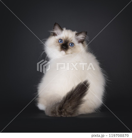 Ragdoll cat kitten on black background 119708870