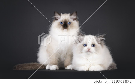 Ragdoll cat kitten on black background Ragdoll cat kitten on black background 119708876