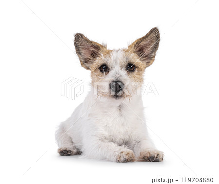 Jack Russell dog on white background Jack Russell dog on white background 119708880