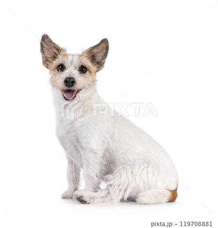 Jack Russell dog on white background Jack Russell dog on white background 119708881