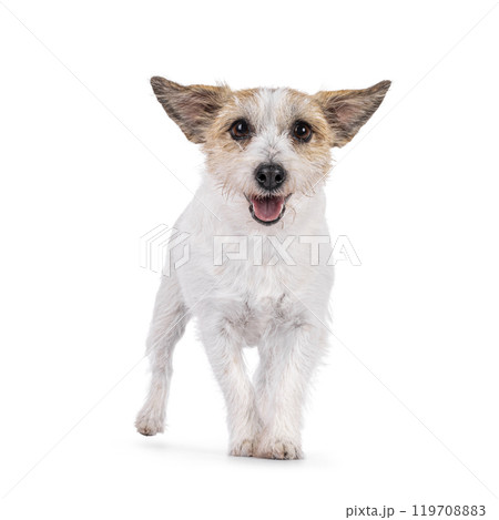 Jack Russell dog  on white background 119708883