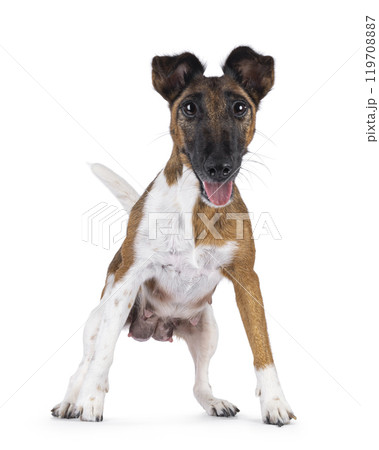 Nursing Fox Terrier dog on white background 119708887