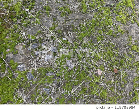 Green plants on the ground Green plants on the ground 119708984