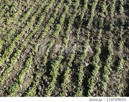 Thriving green manure cover crop beds 119709029