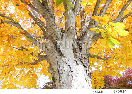 岩手県盛岡市の運動公園の栃の木の大木の見事な黄葉 119709349