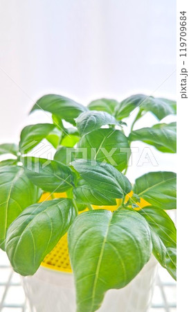 窓辺に置かれた観葉植物 窓辺に置かれた観葉植物 119709684