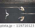 飛び立つ白鳥 119710123