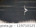 夕暮れの湖面に浮かぶ白鷺 119710125