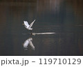 紅葉が映る池を飛び立つ白鷺 119710129