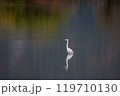 紅葉を映し出す静かな池で佇む白鷺 119710130