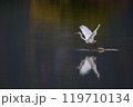 紅葉の映る池を飛び立つ白鷺 119710134