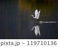 紅葉の映る池を飛び立つ白鷺 119710136