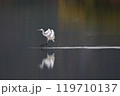 静かな池に降り立つ白鷺 119710137