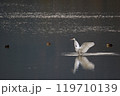 飛び立とうと羽ばたく白鷺 119710139