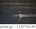池で羽を休める白鷺 119710140