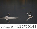 池で羽を休める白鷺 119710144