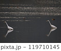 池で羽を休める白鷺 119710145