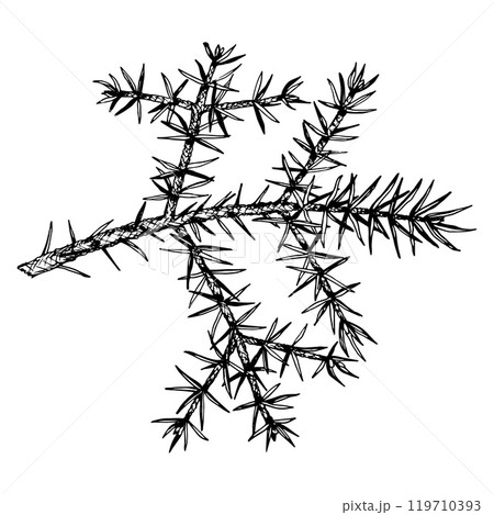 Detailed hand drawn vector illustration of pine, cedar, fir branch. Realistic ink sketch style design, perfect for nature, eco themed projects, Christmas decorations and botanical illustrations. Detailed hand drawn vector illustration of pine, cedar, fir branch. Realistic ink sketch style design, perfect for nature, eco themed projects, Christmas decorations and botanical illustrations. 119710393