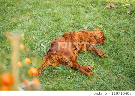 Happy funny Irish Setter dog enjoying and lying on green grass outdoors lawn at back yard.  119710405