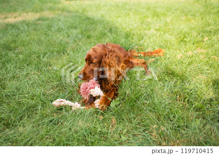 Happy funny Irish Setter dog enjoying and playing with rope toy outdoors at green grass lawn at back yard. The concept of dog training.  119710415