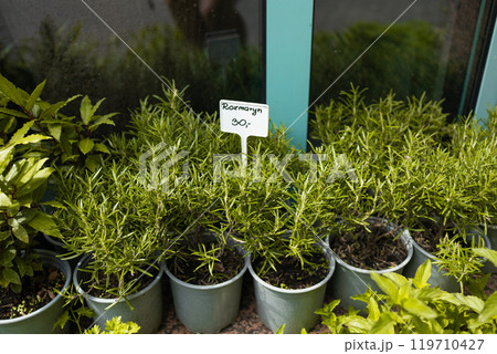Various potted herbs like oregano, marjoram or rosemary being sold at market. Edible Fresh rosemary herbs in grey plastic flower pots stand in a farmer market Various potted herbs like oregano, marjoram or rosemary being sold at market. Edible Fresh rosemary herbs in grey plastic flower pots stand in a farmer market 119710427
