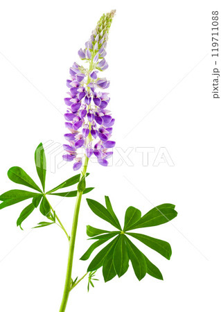 Lupine flower isolated on white background 119711088