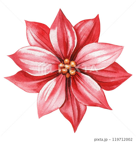 Christmas hand draw watercolor red bloom flower on isolated background. holiday decor, postcard, seasonal designs Christmas hand draw watercolor red bloom flower on isolated background. holiday decor, postcard, seasonal designs 119712002