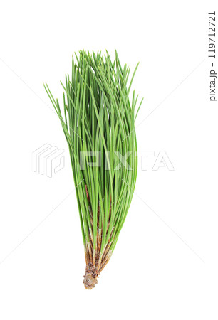 Pine natural green sprig on isolated background. Coniferous. Cut out design element. Ecology, holiday, Christmas, New Year's Eve 119712721
