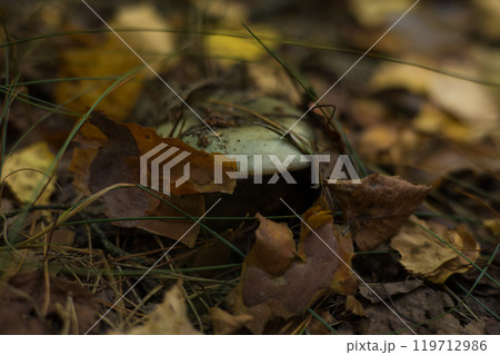 A pale green mushroom peeks out from under autumn leaves and pine needles, creating a serene forest atmosphere. A beautiful green russula mushroom grows on the forest floor. A pale green mushroom peeks out from under autumn leaves and pine needles, creating a serene forest atmosphere. A beautiful green russula mushroom grows on the forest floor. 119712986