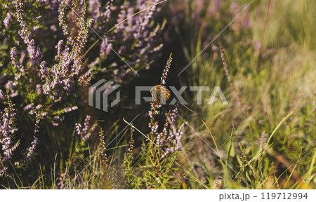 A beautiful orange butterfly with black spots sits on a heather flower in a meadow on a sunny day, adding natural beauty to the landscape. Beautiful butterfly on a purple flower in a meadow. A beautiful orange butterfly with black spots sits on a heather flower in a meadow on a sunny day, adding natural beauty to the landscape. Beautiful butterfly on a purple flower in a meadow. 119712994