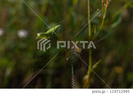 A praying mantis and a spider interact on a web, demonstrating a moment of coexistence or potential predation in the wild. The praying mantis, caught in the web, fights the spider. A praying mantis and a spider interact on a web, demonstrating a moment of coexistence or potential predation in the wild. The praying mantis, caught in the web, fights the spider. 119712995