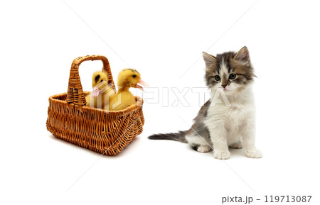 ducklings in a basket and a kitten on a white background ducklings in a basket and a kitten on a white background 119713087