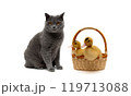 Gray cat and ducklings in a basket on a white background 119713088