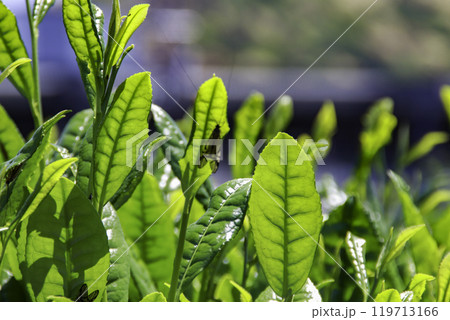 宇治のお茶の葉／京都府宇治市莵道丸山 119713166