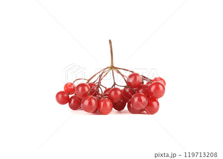 Fresh bunch of viburnum berries isolated on white background. 119713208