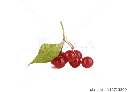 Fresh bunch of viburnum berries with autumn leaf isolated on white background. 119713209