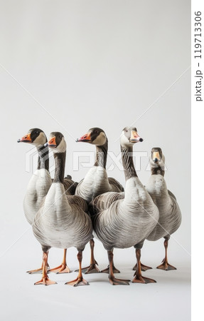 Line of Geese on White Background 119713306