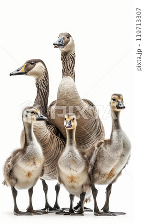 Line of Geese on White Background 119713307