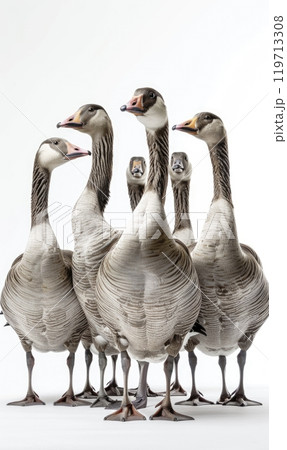 Line of Geese on White Background 119713308