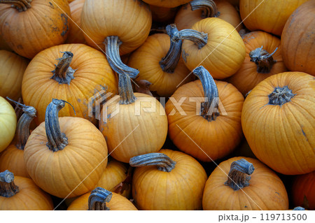 orange pumpkins full frame background halloween thanksgiving vibrant farm market orange pumpkins full frame background halloween thanksgiving vibrant farm market 119713500