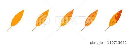 Withered autumn motley leaves. Fallen leaves with variegated texture 119713632