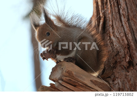 森に生息する野生のエゾリス 森に生息する野生のエゾリス 119713802