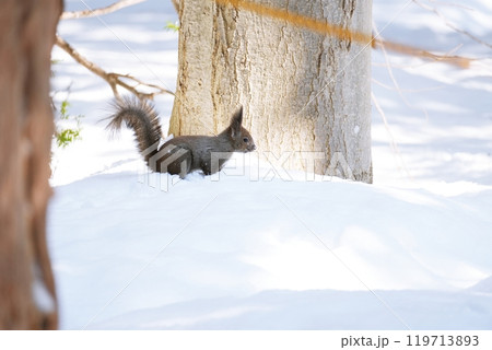 北海道の公園にいるエゾリス 北海道の公園にいるエゾリス 119713893