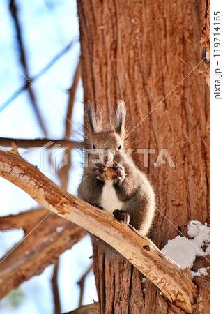 木の上でクルミを食べるエゾリス 119714185