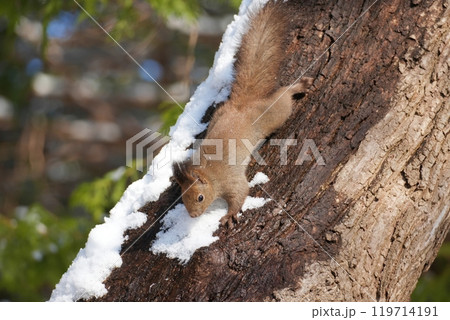 木に登る冬のエゾリス 木に登る冬のエゾリス 119714191
