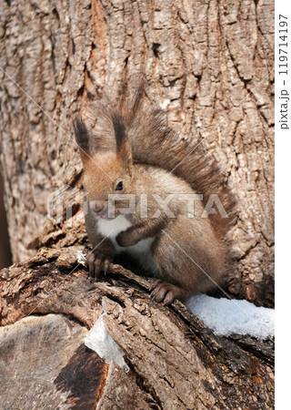 かわいいエゾリス 119714197