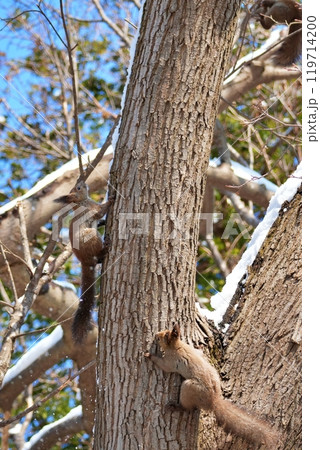 木の上のエゾリス達 119714200