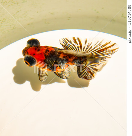 Art Aquarium museum in Ginza, Chuo City, Tokyo, Japan 119714389