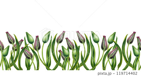 Fresh green buds of pink tulips. Seamless banner of watercolor flowers. Illustration clipart for Mother's Day, Valentine's Day, Women's Day March 8, Easter, spring holidays, birthdays, weddings 119714402